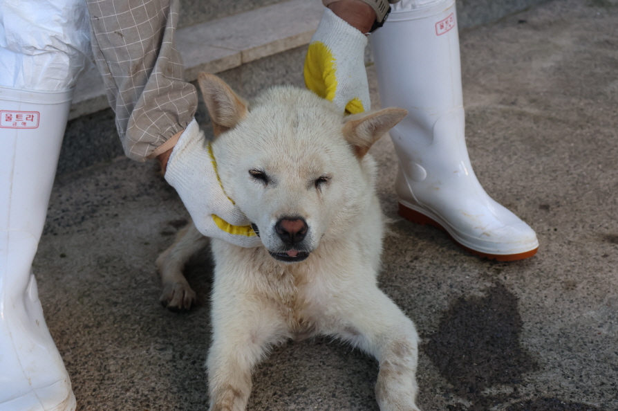 제주 동물보호센터_450650202303345