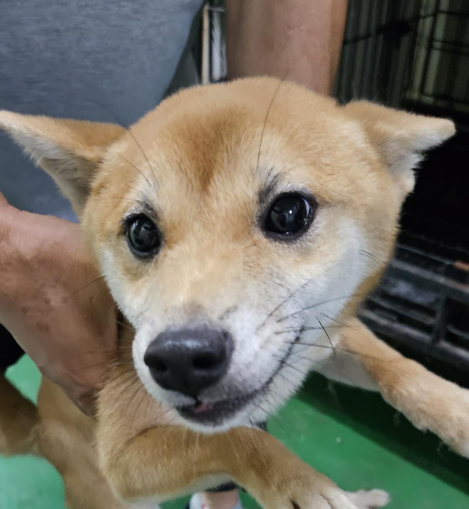 대구유기동물보호센터_427342202300649