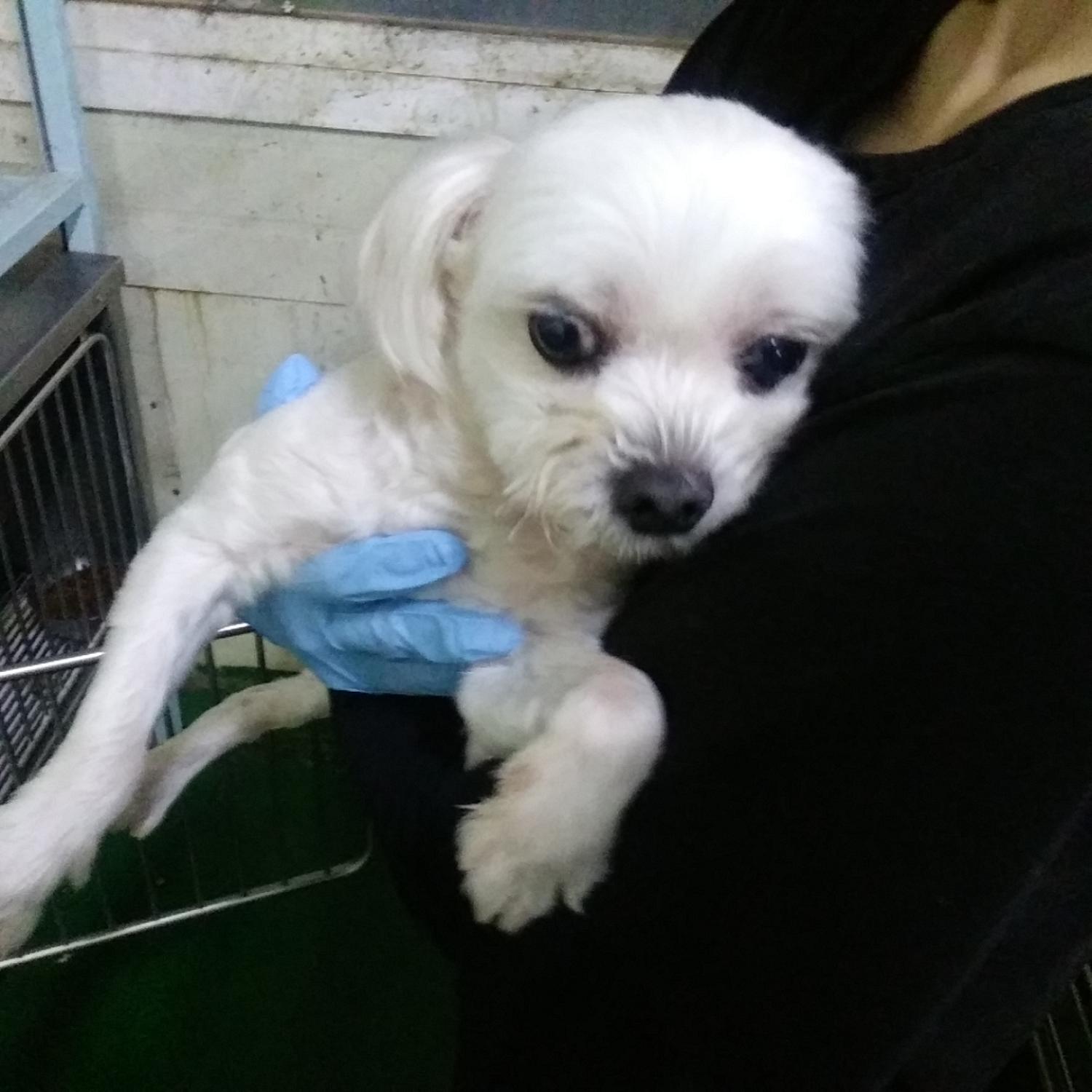 인천광역시수의사회_428351202300717