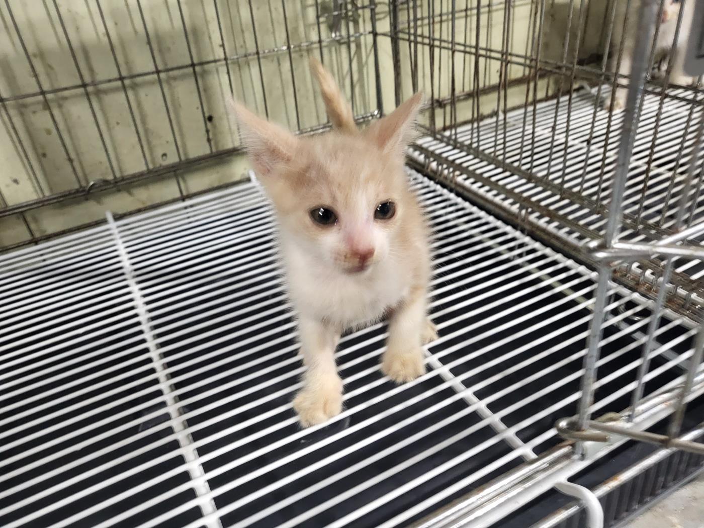 보호중 한국 고양이…