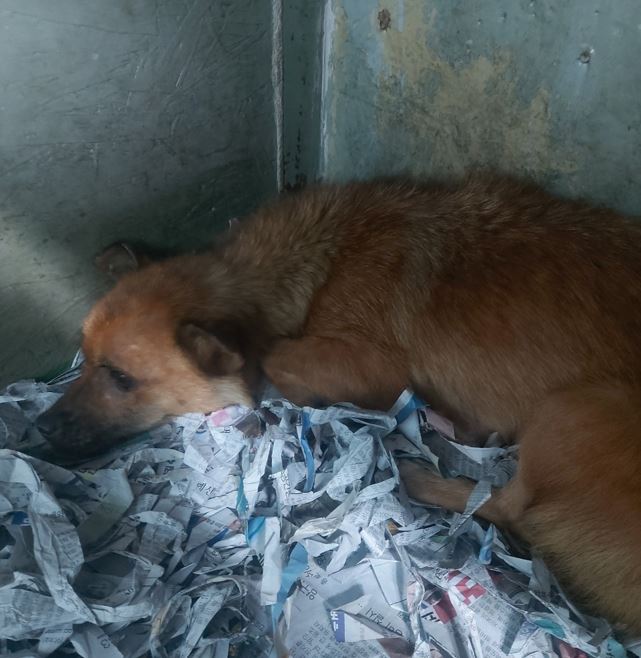 보령시유기동물보호소_444451202300851
