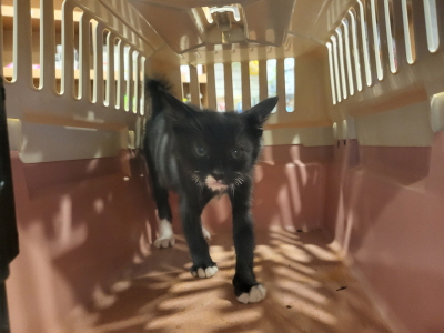 보호중 한국 고양이…