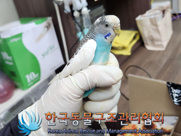 종료(입양) 앵무새…