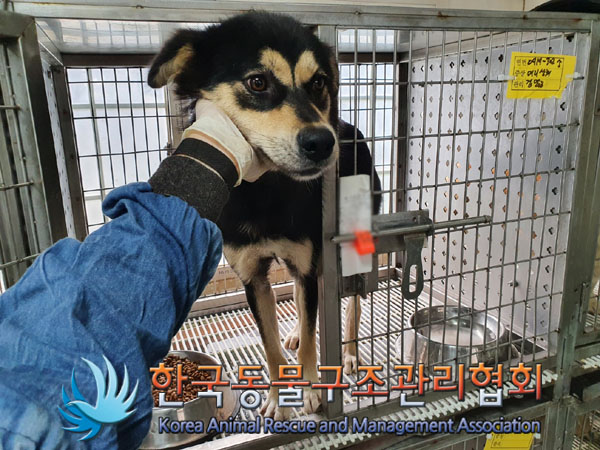 한국동물구조관리협회_441406202301403