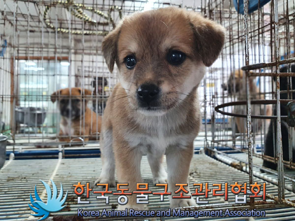 종료(입양) 믹스견…