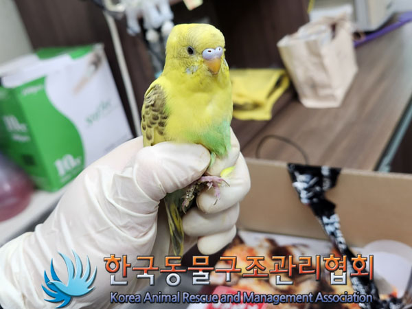 보호중 앵무새의 가…