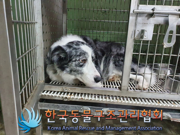 종료(반환) 보더 …