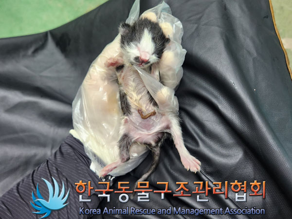 한국동물구조관리협회_441382202300652