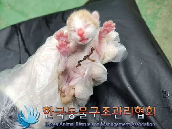 한국동물구조관리협회_411307202300381