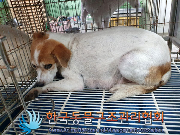 한국동물구조관리협회_441409202301479