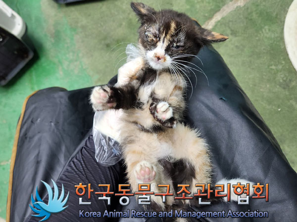 종료(자연사) 한국…