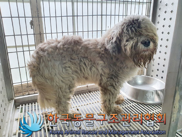 한국동물구조관리협회_441409202301482