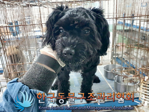 종료(반환) 푸들의…
