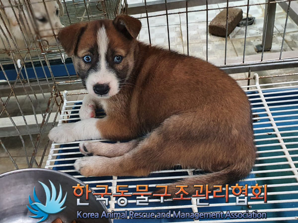 종료(입양) 믹스견…