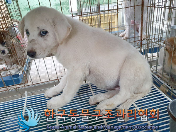 한국동물구조관리협회_441409202301478