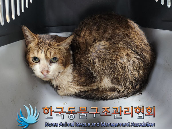 한국동물구조관리협회_411318202300399