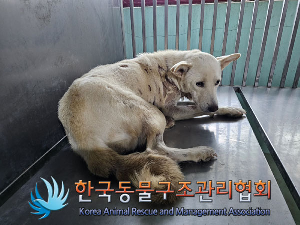 한국동물구조관리협회_441406202301404