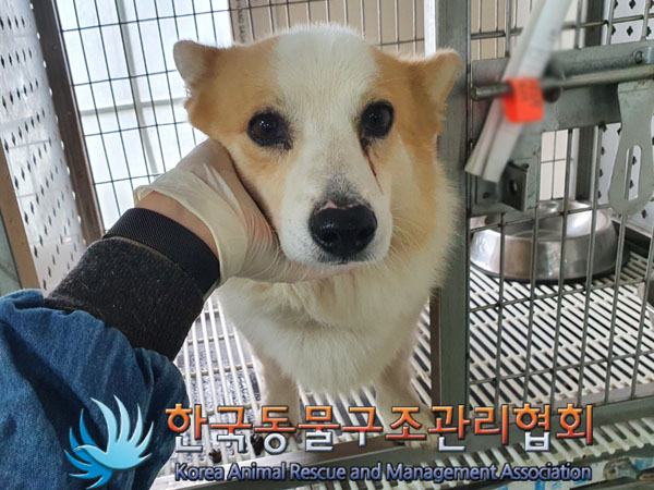 한국동물구조관리협회_441406202301401
