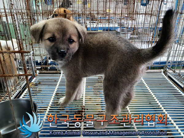 한국동물구조관리협회_441559202300955
