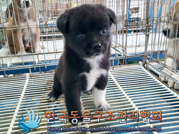 종료(입양) 믹스견…