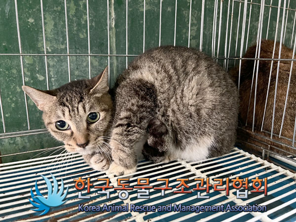 보호중 한국 고양이…