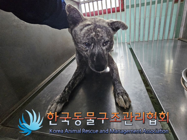 한국동물구조관리협회_441406202301402
