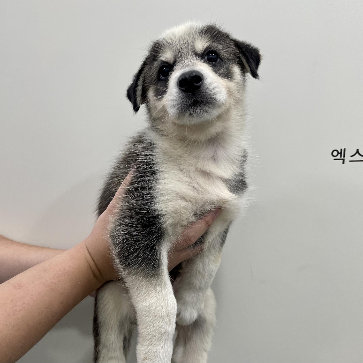 종료(입양) 믹스견…