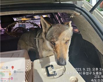 종료(반환) 믹스견…