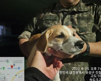 종료(입양) 믹스견…