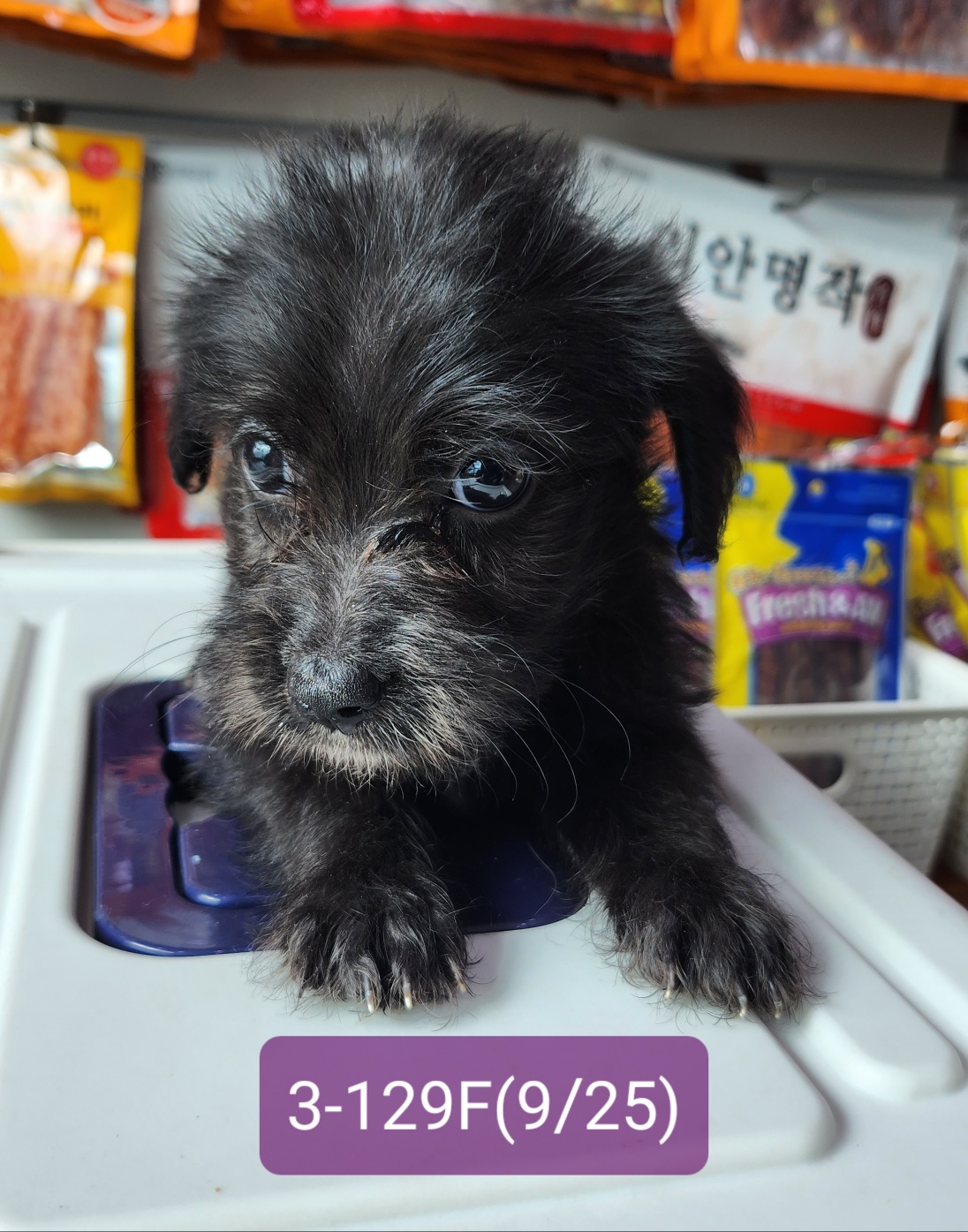 고성군유기동물보호소_448542202302037