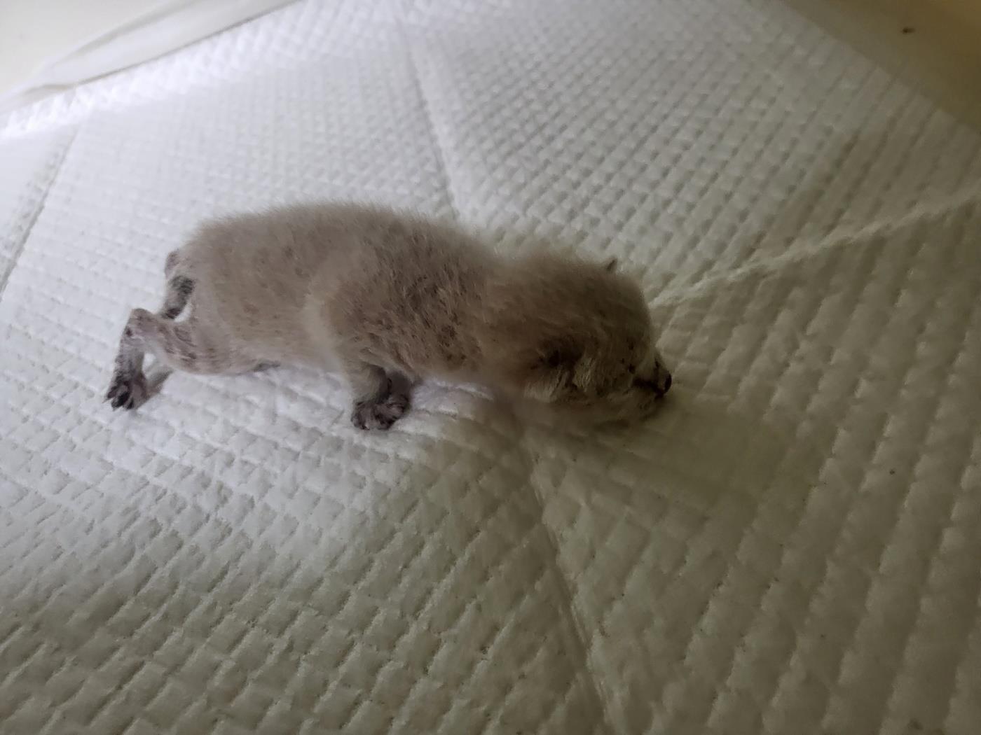 (사)하얀비둘기_426334202300758