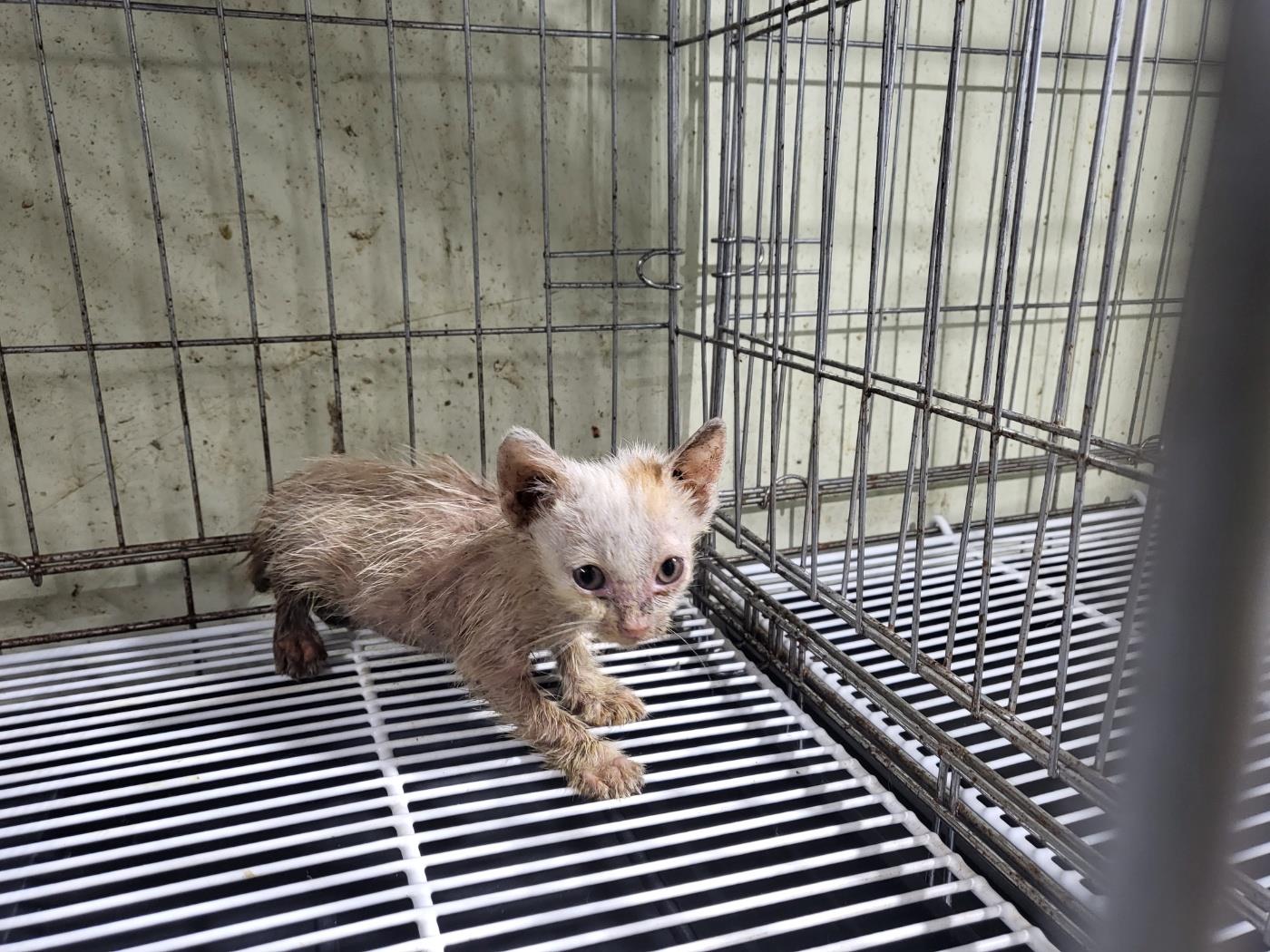 보호중 한국 고양이…