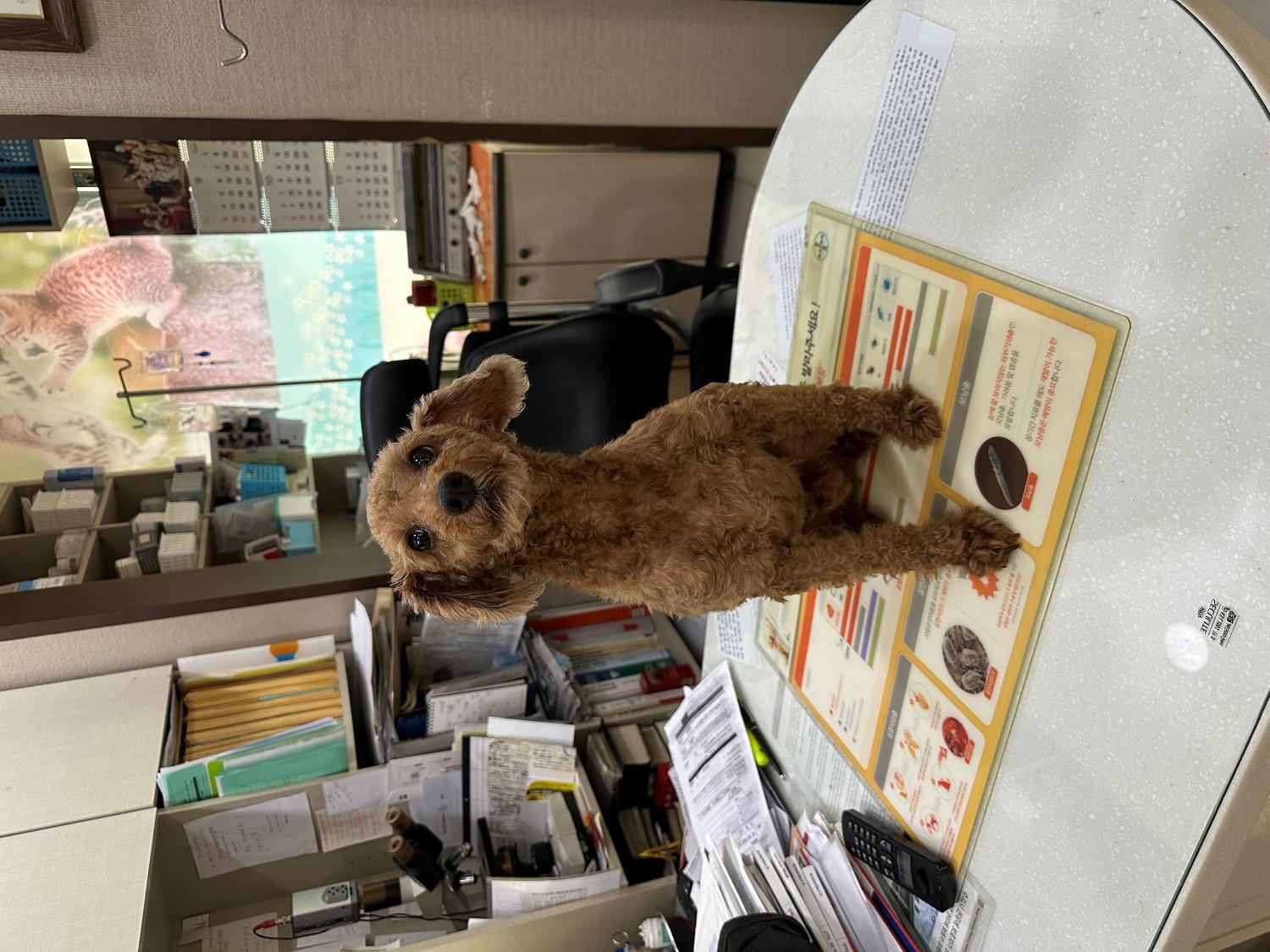 열린동물병원_411302202300564