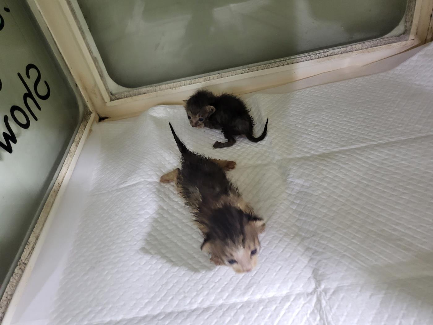 (사)하얀비둘기_426334202300759