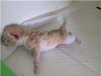 (사)하얀비둘기_426334202300761