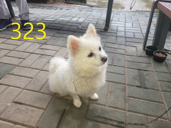 신영재동물병원_428355202300512