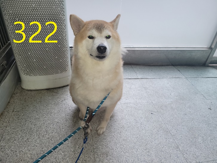 보호중 시바의 가족…