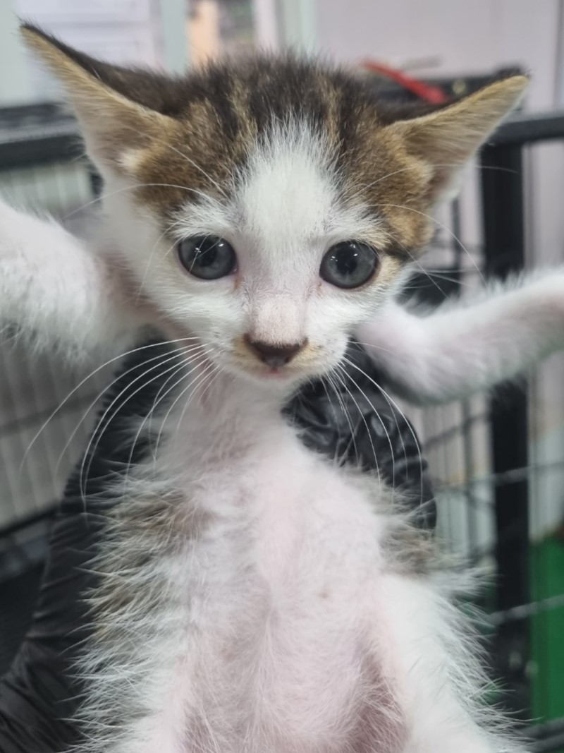 보호중 한국 고양이…