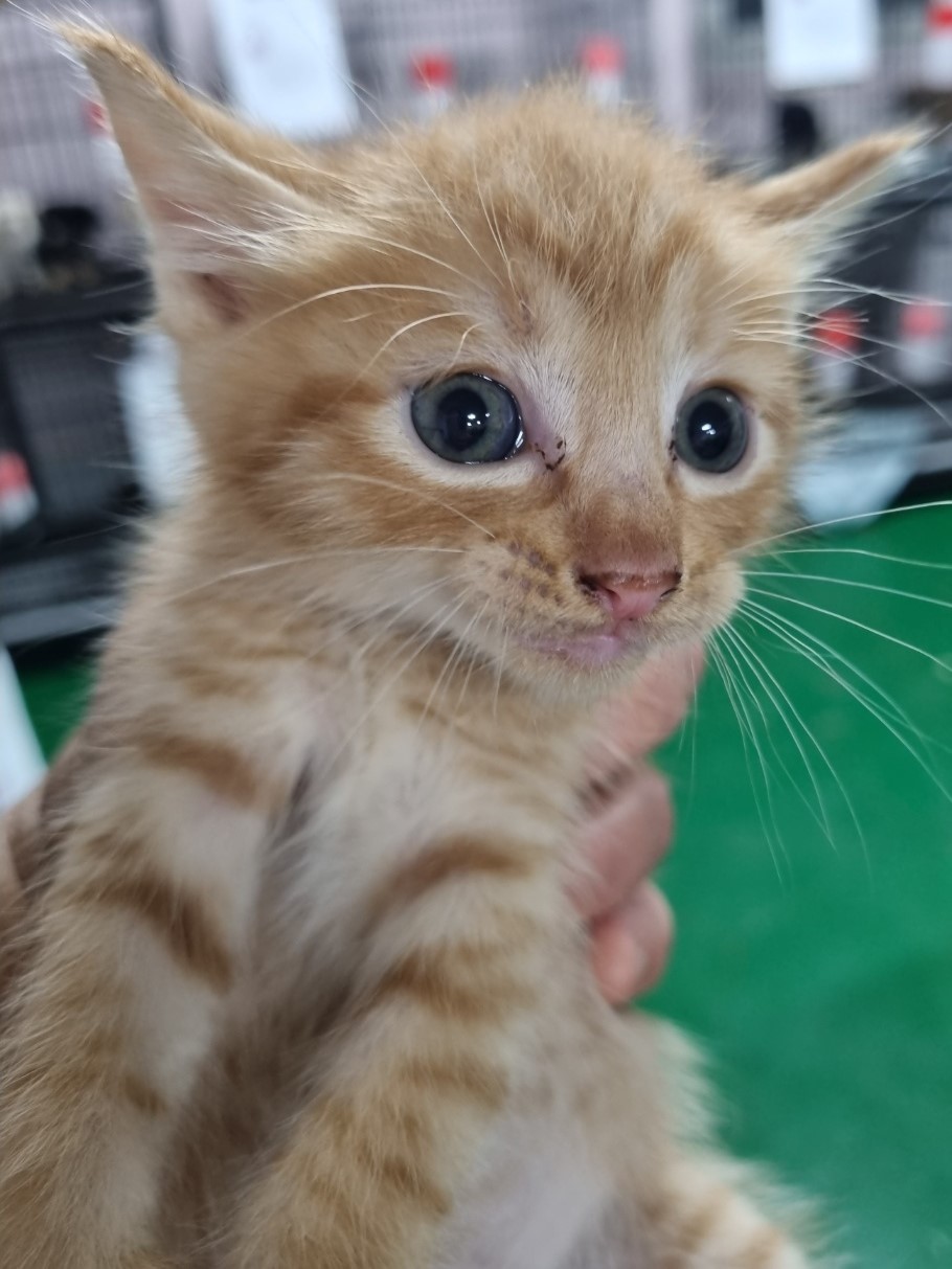 보호중 한국 고양이…