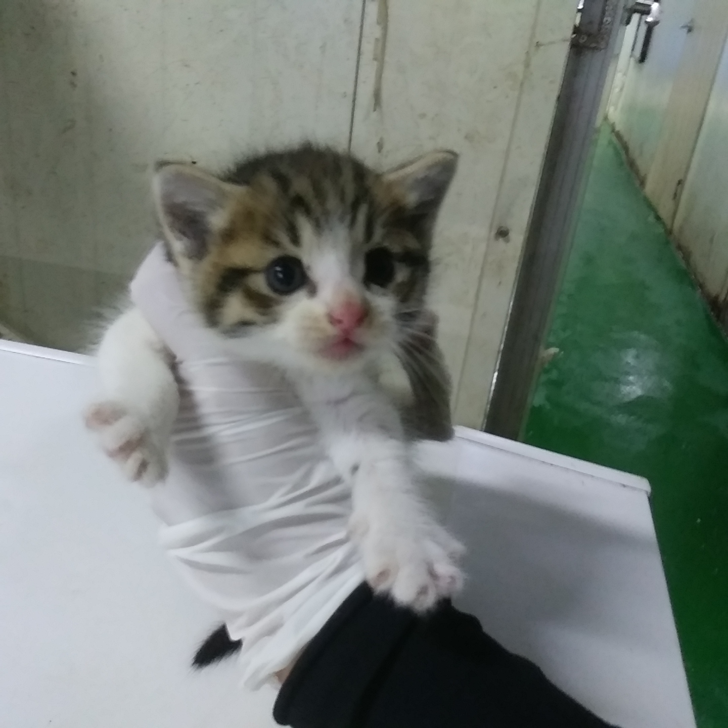 인천광역시수의사회_428351202300724