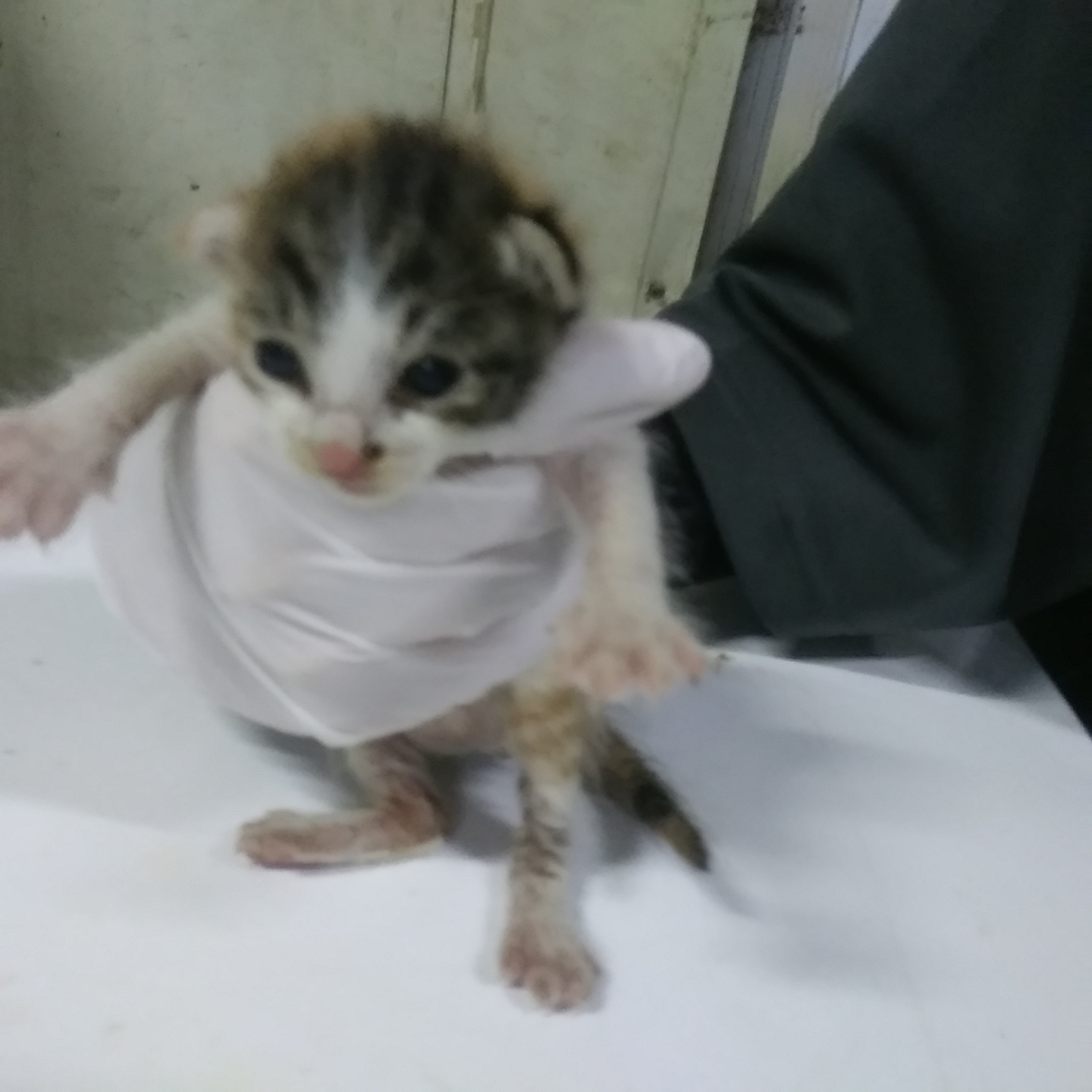 인천광역시수의사회_428351202300723