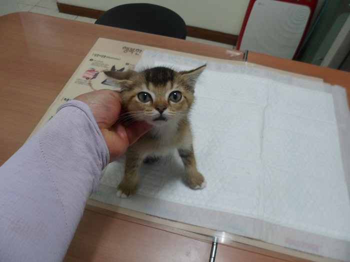 강현림동물병원_411314202300497