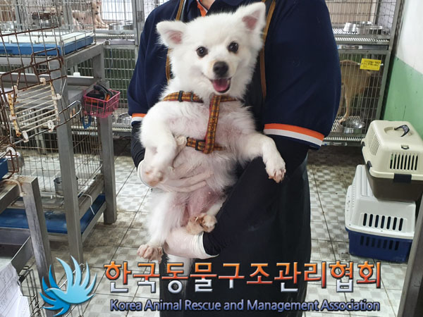 종료(반환) 스피츠…