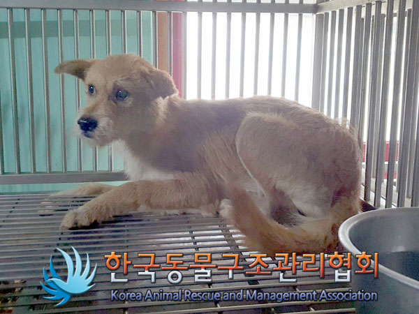 한국동물구조관리협회_441414202300740