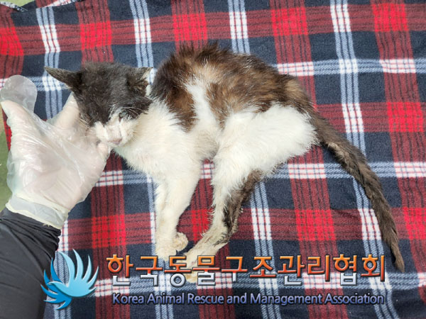 한국동물구조관리협회_411310202300439
