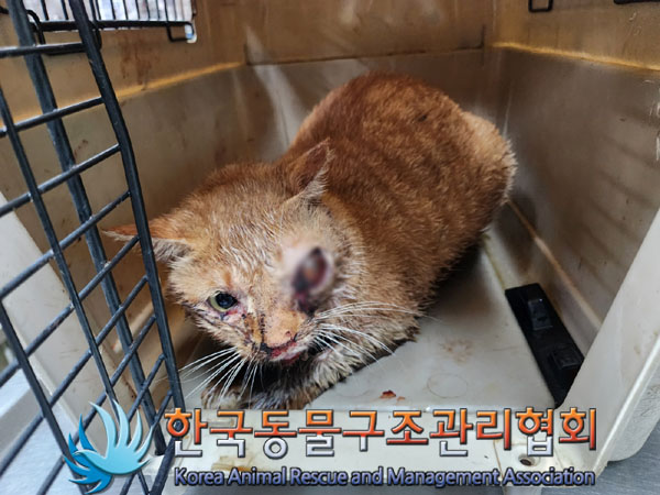 종료(자연사) 한국…