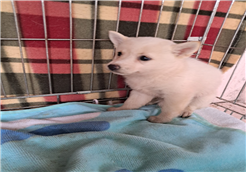 유기동물및관리협회_448535202301389