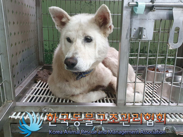 한국동물구조관리협회_441406202301410