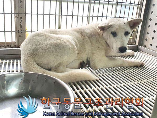 한국동물구조관리협회_441406202301412