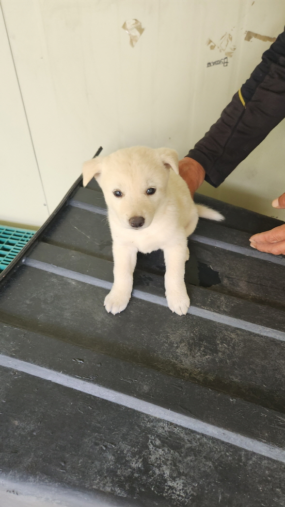 익산유기동물보호소_445468202301896